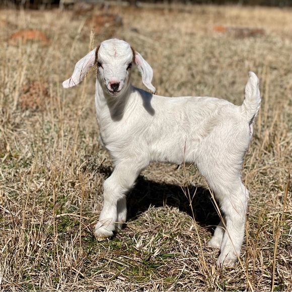 Meet your Posher, the Old Goat - Picture 10 of 13
